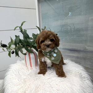 Waffle - FB Cavapoo Puppy - BPPP Litter --_