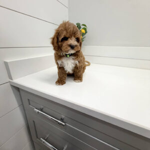 Waffle - FB Cavapoo Puppy - BPPP Litter --_
