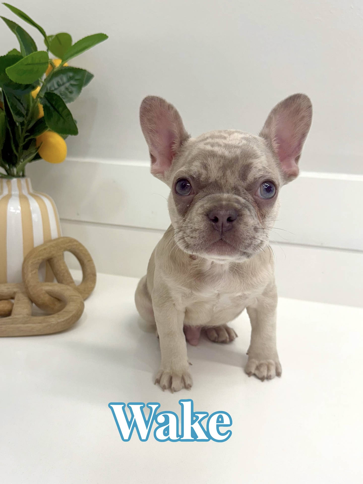 Wake - French Bulldog Puppy - BPPP Litter --