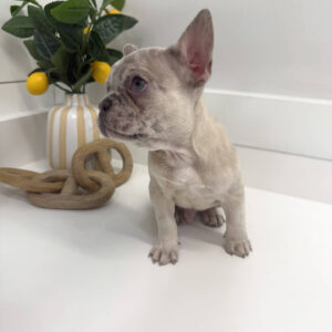 Wake - French Bulldog Puppy - BPPP Litter --_