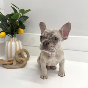 Wake - French Bulldog Puppy - BPPP Litter --_