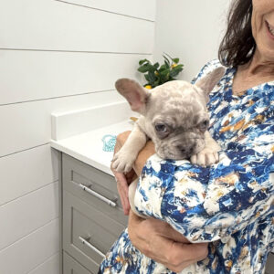 Wake - French Bulldog Puppy - BPPP Litter --_