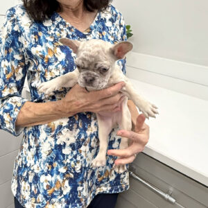 Wake - French Bulldog Puppy - BPPP Litter --_