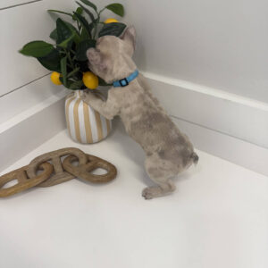 Wake - French Bulldog Puppy - BPPP Litter --_