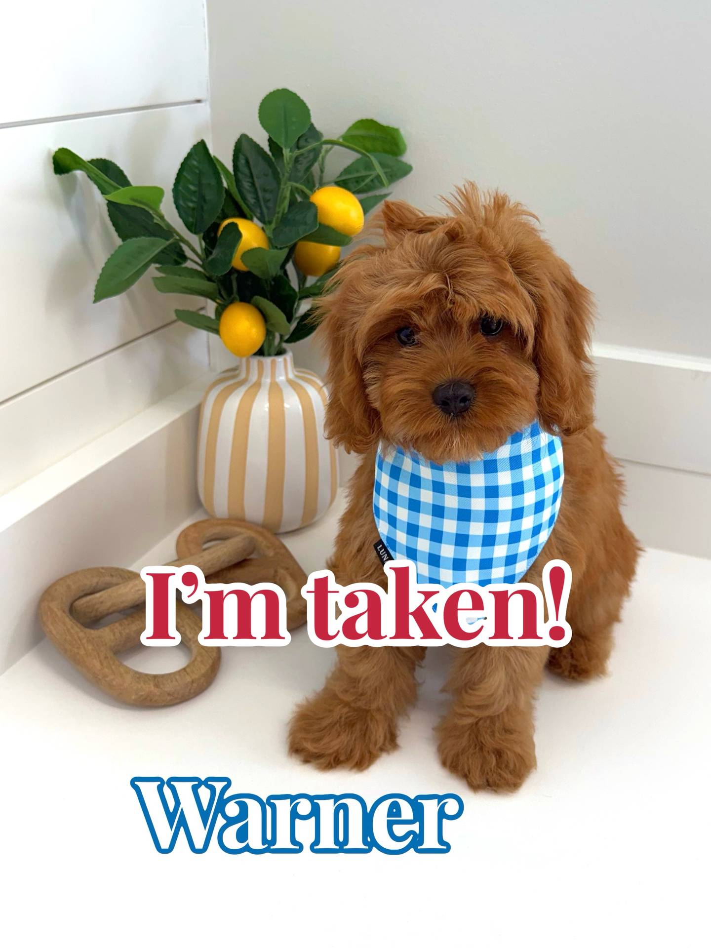 Warner - F Cavapoo - BPPP Litter -- - Forever Home in Fairhope AL