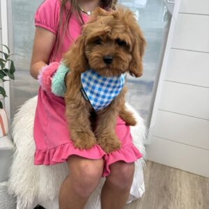 Warner - F Cavapoo - BPPP Litter --_
