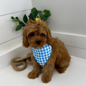 Warner - F Cavapoo - BPPP Litter --_