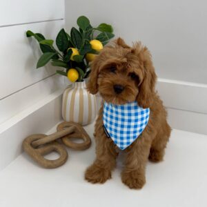 Warner - F Cavapoo - BPPP Litter --_
