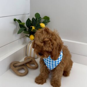 Warner - F Cavapoo - BPPP Litter --_