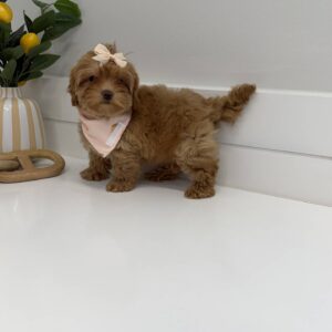 Wednesday - FB Maltipoo Puppy - BPPP Litter --_