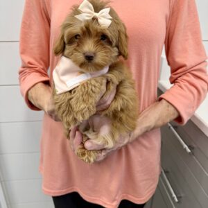 Wednesday - FB Maltipoo Puppy - BPPP Litter --_