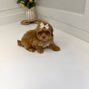 Wednesday - FB Maltipoo Puppy - BPPP Litter --_