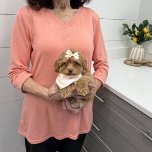 Wednesday - FB Maltipoo Puppy - BPPP Litter --_