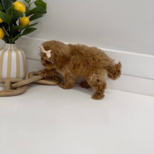 Wednesday - FB Maltipoo Puppy - BPPP Litter --_
