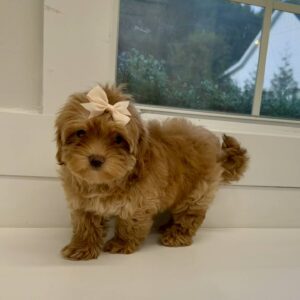 Wednesday - FB Maltipoo Puppy - BPPP Litter --_
