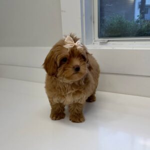 Wednesday - FB Maltipoo Puppy - BPPP Litter --_