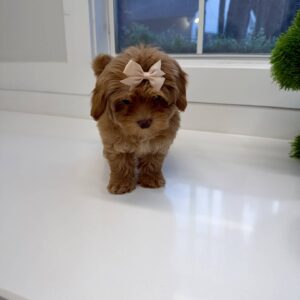 Wednesday - FB Maltipoo Puppy - BPPP Litter --_