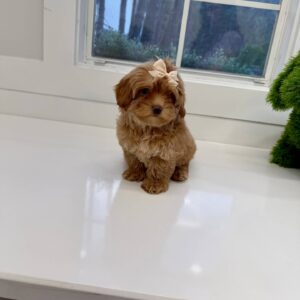 Wednesday - FB Maltipoo Puppy - BPPP Litter --_