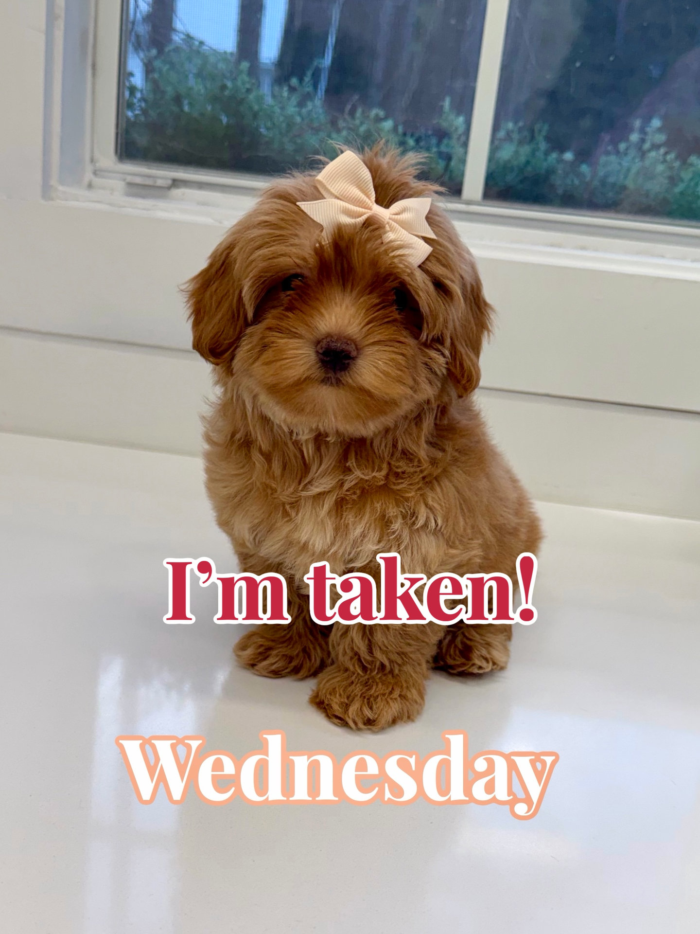 Wednesday - FB Maltipoo Puppy - BPPP Litter --_Forever Home in Adairsville- GA