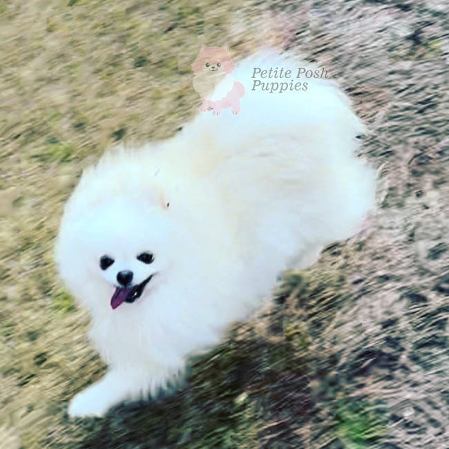 White Pomeranian - Polar - Petite Posh Puppies