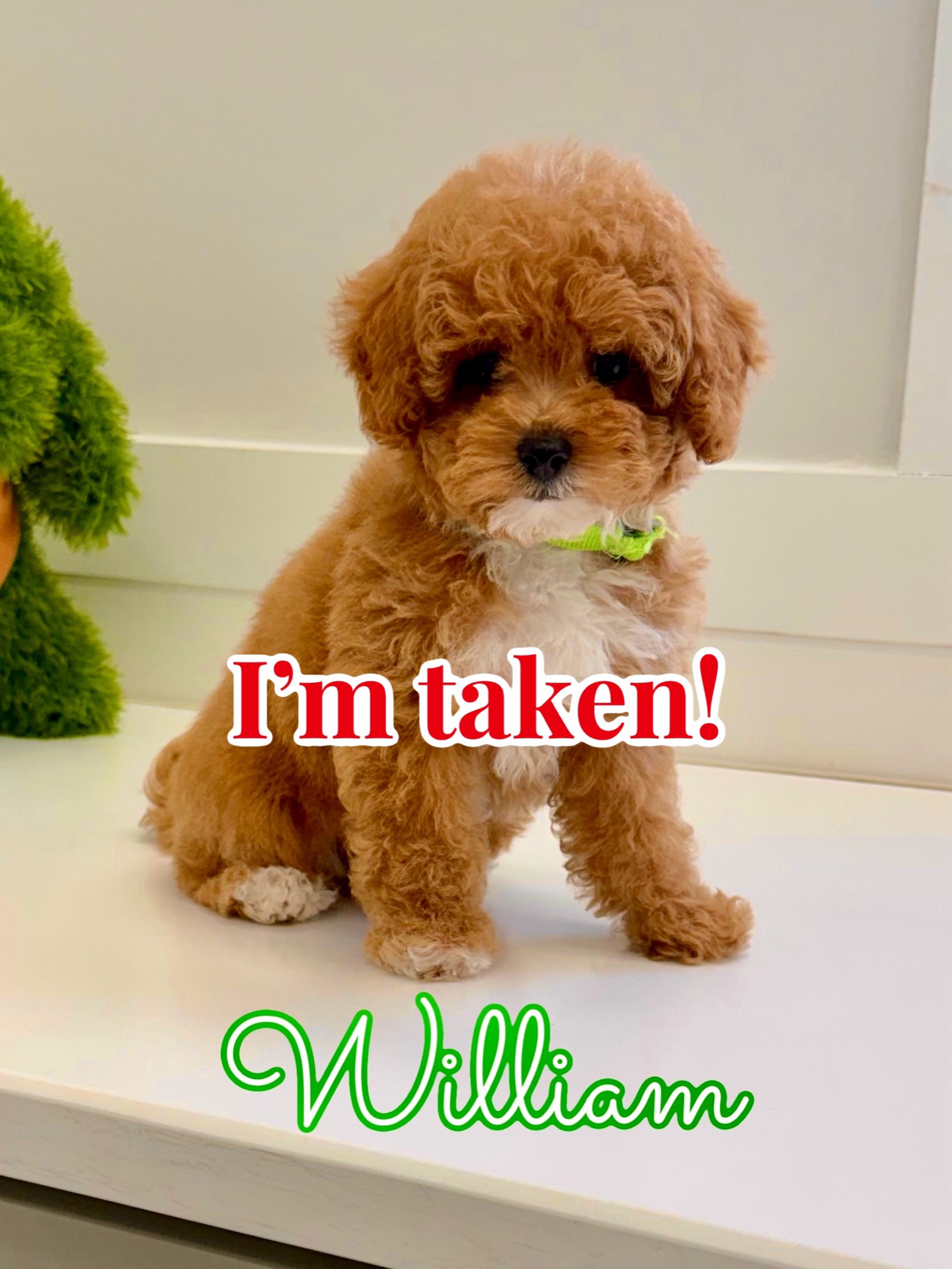 William - FB Cavapoo Puppy - BPPP Litter -- - Forever Home in West Liberty- KY