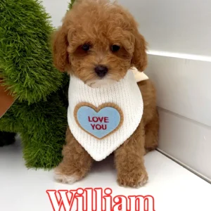 William - FB Cavapoo Puppy - BPPP Litter --_