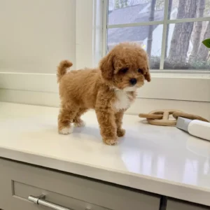William - FB Cavapoo Puppy - BPPP Litter --_