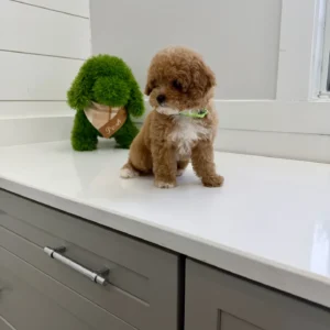 William - FB Cavapoo Puppy - BPPP Litter --_