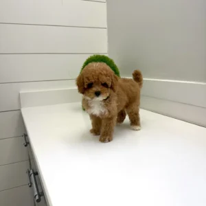 William - FB Cavapoo Puppy - BPPP Litter --_