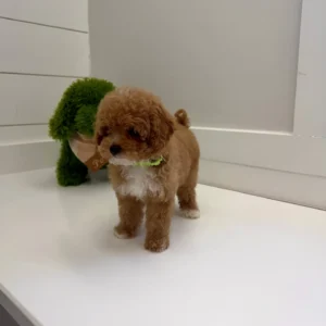 William - FB Cavapoo Puppy - BPPP Litter --_