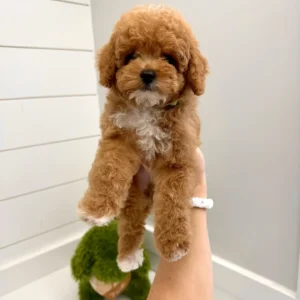William - FB Cavapoo Puppy - BPPP Litter --_