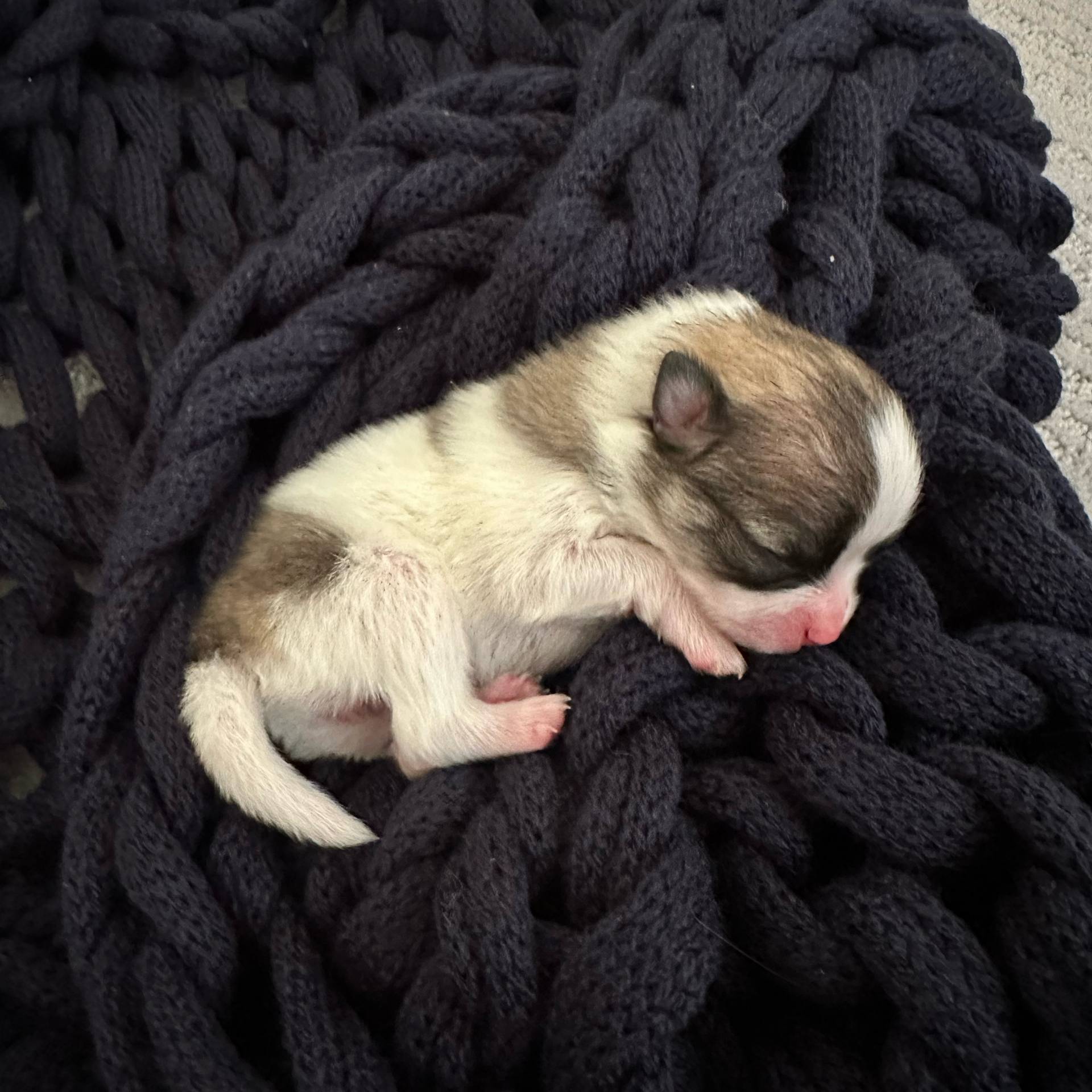 Wish - Wolf Sable - Black & White - Petite Posh Puppies