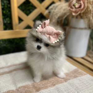 Wish - Wolf Sable - Black & White - Pomeranian - Petite Posh Puppies -