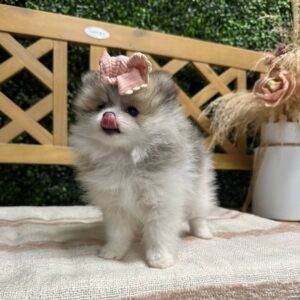 Wish - Wolf Sable - Black & White - Pomeranian - Petite Posh Puppies -