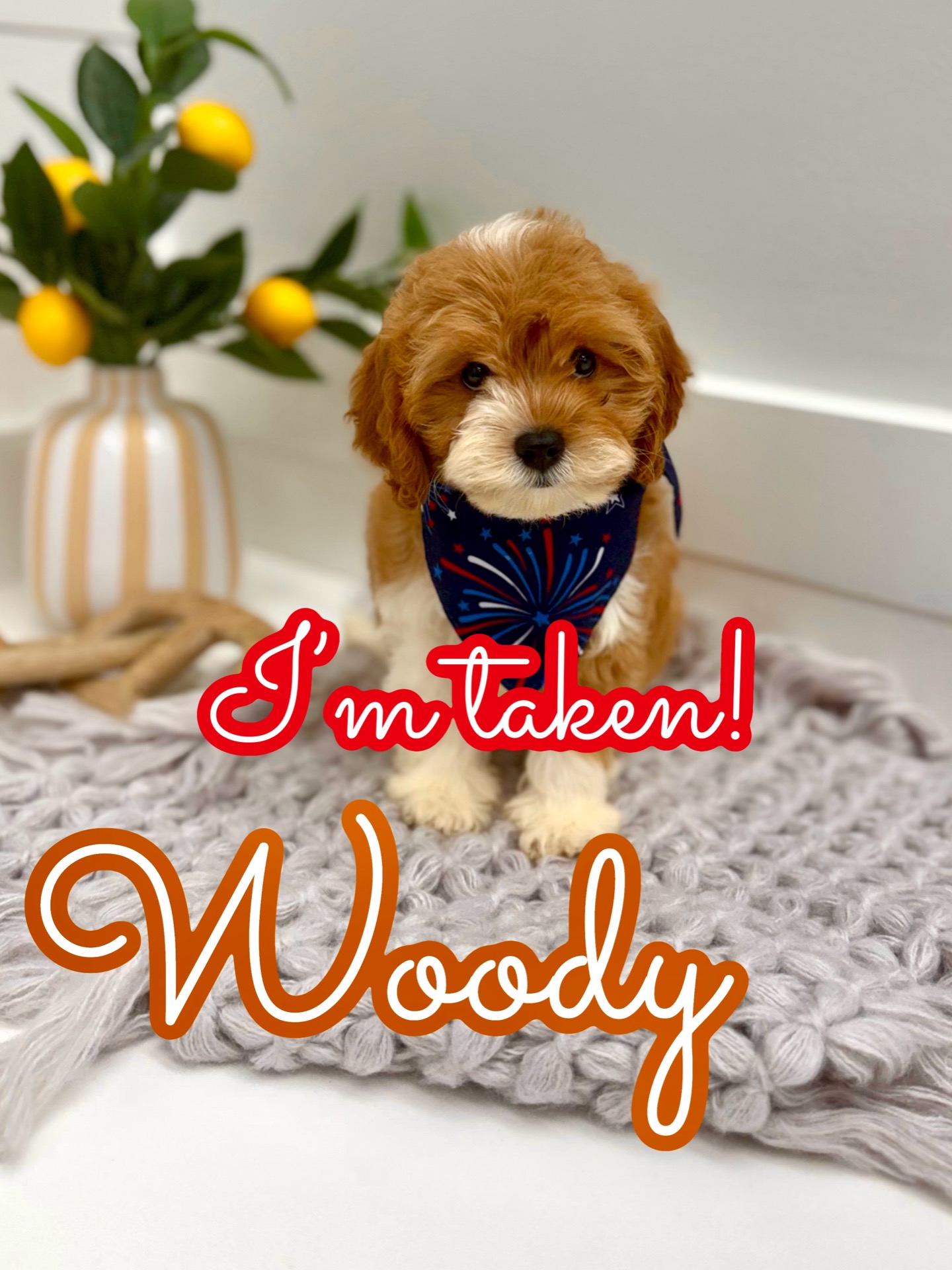 Woody - F Cavapoo Puppy - Litter --_Forever Home in New York- NY