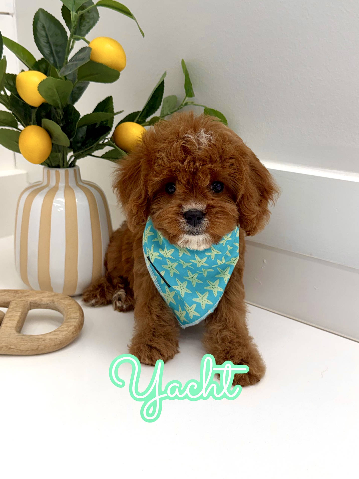 Yacht - F Cavapoo Puppy - BPPP Litter --_