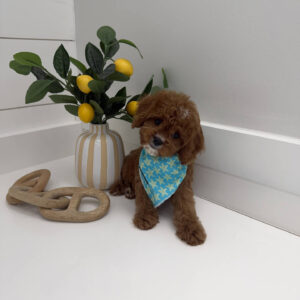 Yacht - F Cavapoo Puppy - BPPP Litter --_