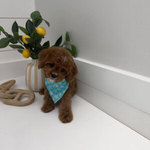 Yacht - F Cavapoo Puppy - BPPP Litter --_