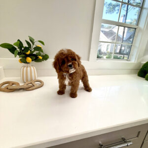 Yacht - F Cavapoo Puppy - BPPP Litter --_