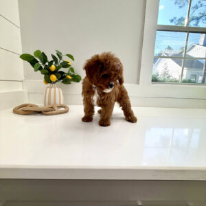 Yacht - F Cavapoo Puppy - BPPP Litter --_