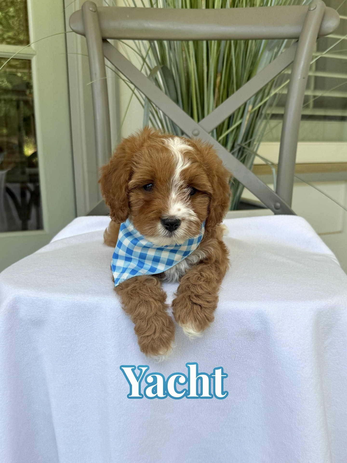 Yacht - Toy Cavapoo - Litter --