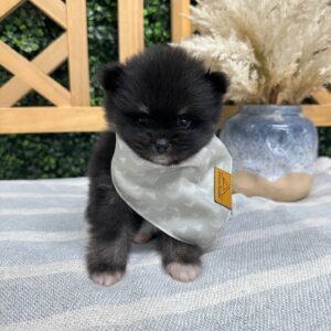 Zayne - Wolf Sable Black Tux - Pomeranian - Petite Posh Puppies