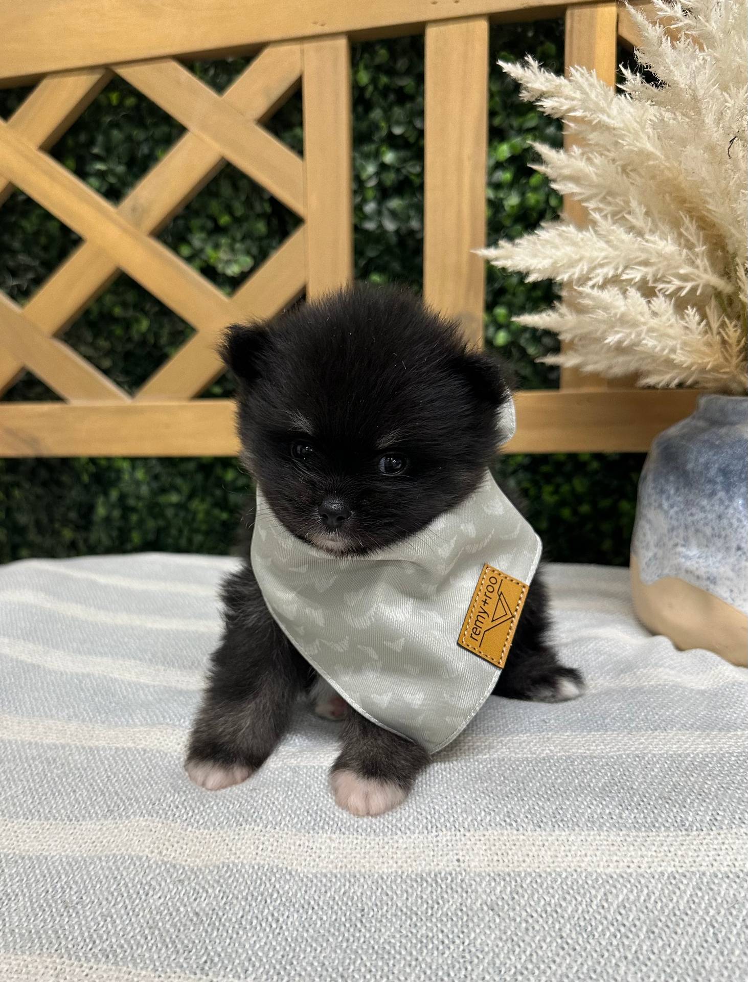 Zayne Wolf Sable Black Tux Pomeranian Petite Posh Puppies 2
