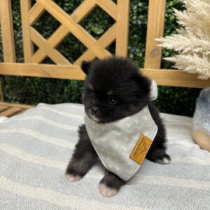 Zayne Wolf Sable Black Tux Pomeranian Petite Posh Puppies 3