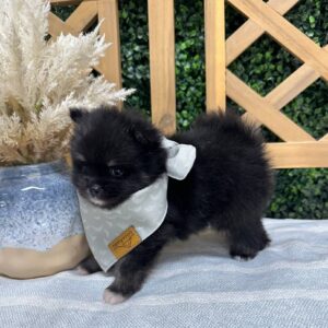 Zayne Wolf Sable Black Tux Pomeranian Petite Posh Puppies 4