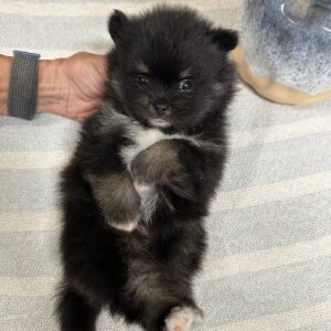 Zayne Wolf Sable Black Tux Pomeranian Petite Posh Puppies 5