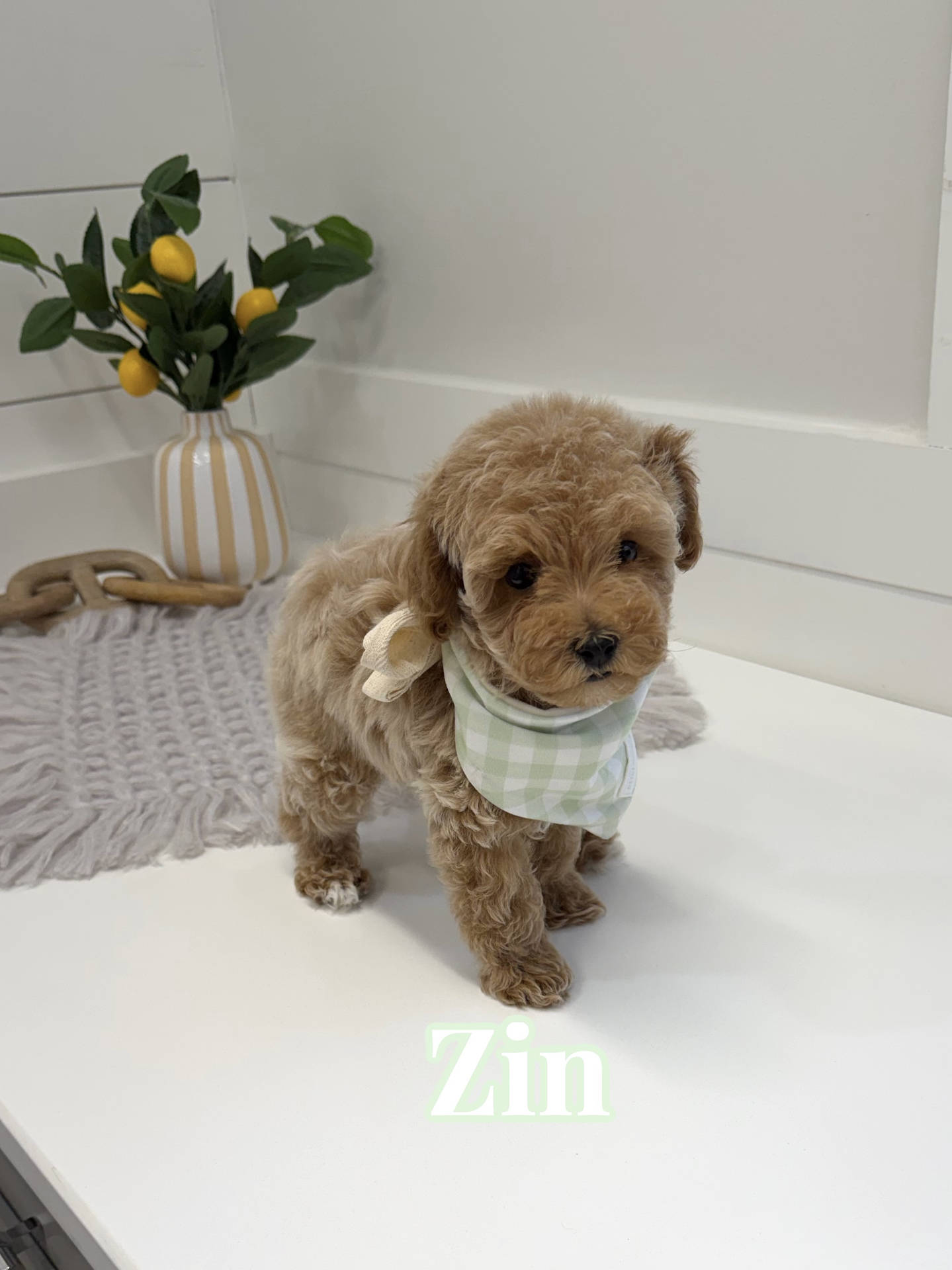 Zin - Toy Mini Goldendoodle Puppy - PPP Litter --_