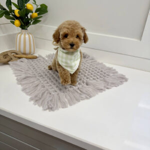 Zin - Toy Mini Goldendoodle Puppy - PPP Litter --_