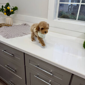 Zin - Toy Mini Goldendoodle Puppy - PPP Litter --_