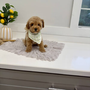 Zin - Toy Mini Goldendoodle Puppy - PPP Litter --_